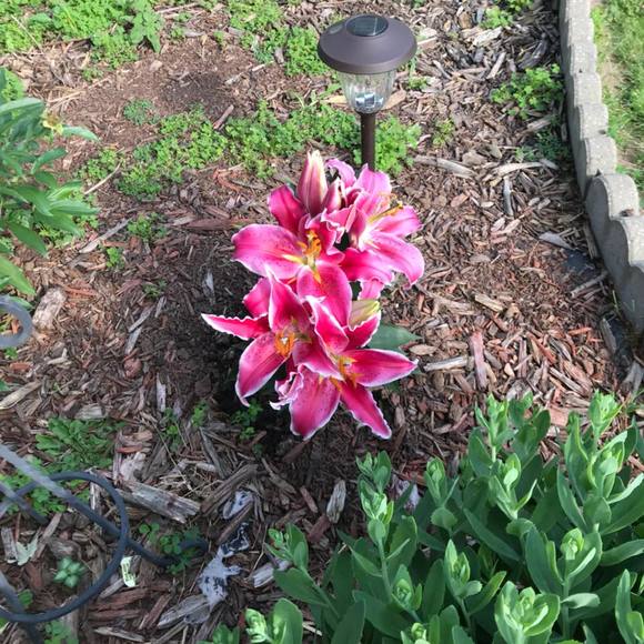 Meet your Posher, Randy - Picture 1 of 1